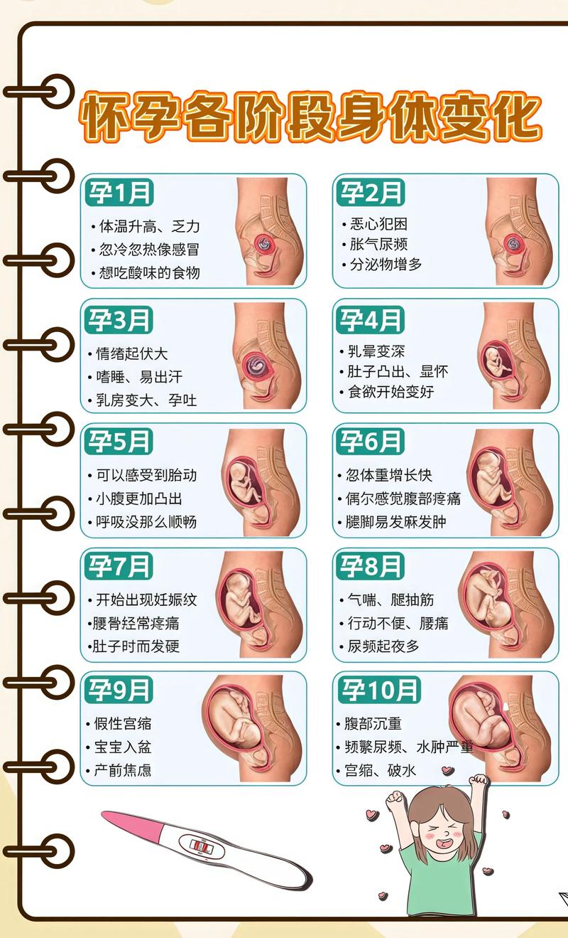揭秘供卵代孕妈妈怀孕小腹分两节，孕期变化的奥秘朝阳代生机构:
